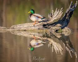 Attēlu rezultāti vaicājumam “Anas platyrhynchos juvenile”