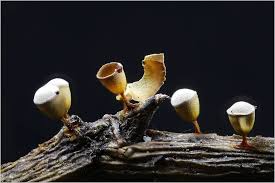 Attēlu rezultāti vaicājumam “Craterium minutum”