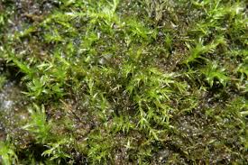Attēlu rezultāti vaicājumam “Rhynchostegiella tenella sporophyte”
