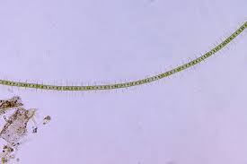 Attēlu rezultāti vaicājumam “Chaetophora pisiformis”