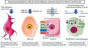 Attēlu rezultāti vaicājumam “Furcellaria lumbricalis”