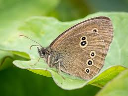 Attēlu rezultāti vaicājumam “Aphantopus hyperantus underside”