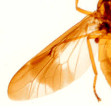 Attēlu rezultāti vaicājumam “Chrysops”