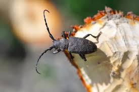 Attēlu rezultāti vaicājumam “Lamia textor”