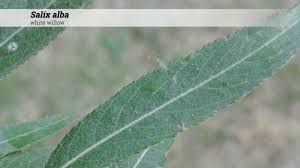 Attēlu rezultāti vaicājumam “Salix alba”