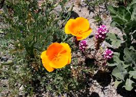 Attēlu rezultāti vaicājumam “Eschscholzia californica fruit”