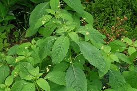 Attēlu rezultāti vaicājumam “Impatiens parviflora leaf”