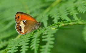 Attēlu rezultāti vaicājumam “Coenonympha arcania”