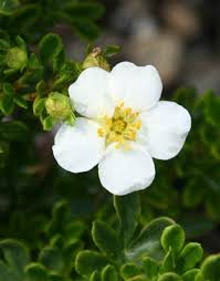Attēlu rezultāti vaicājumam “Pentaphylloides fruticosa flower”