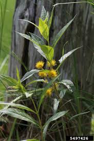 Attēlu rezultāti vaicājumam “Lysimachia thyrsiflora”