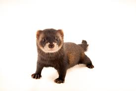 Attēlu rezultāti vaicājumam “Mustela putorius”