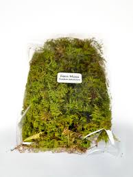 Attēlu rezultāti vaicājumam “Thuidium”