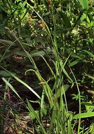 Attēlu rezultāti vaicājumam “Luzula multiflora”