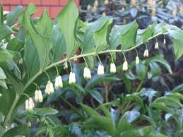Attēlu rezultāti vaicājumam “Polygonatum multiflorum  leaf”