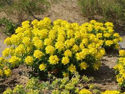 Image result for Wolfsmilch