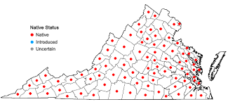 Attēlu rezultāti vaicājumam “Hygroamblystegium varium”