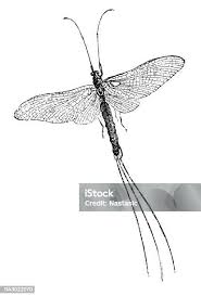 Attēlu rezultāti vaicājumam “Ephemera vulgata”