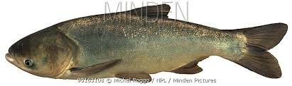 Image result for Hypophthalmichthys nobilis