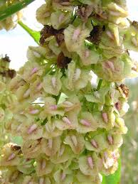 Attēlu rezultāti vaicājumam “Rumex aquaticus fruit”