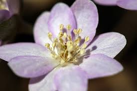 Attēlu rezultāti vaicājumam “Hepatica nobilis bud”