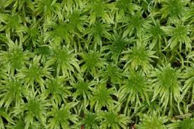 Attēlu rezultāti vaicājumam “Sphagnum girgensohnii”