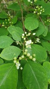 Attēlu rezultāti vaicājumam “Cotoneaster multiflorus”