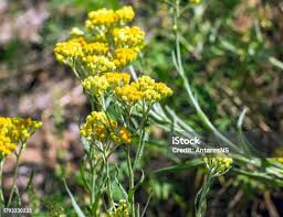 Attēlu rezultāti vaicājumam “Helichrysum arenarium flower”