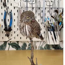 Attēlu rezultāti vaicājumam “Glaucidium passerinum adult”