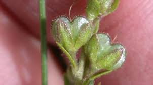 Attēlu rezultāti vaicājumam “Veronica serpyllifolia bud”