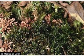 Attēlu rezultāti vaicājumam “Dicranum undulatum”