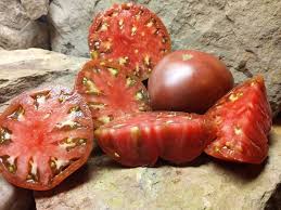 Afbeeldingsresultaat voor 1884 purple tomato