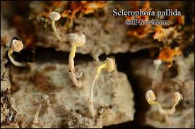 Attēlu rezultāti vaicājumam “Sclerophora pallida”