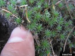 Attēlu rezultāti vaicājumam “Polytrichum piliferum”