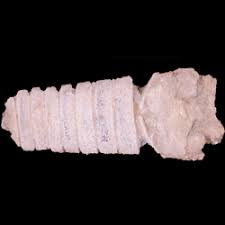 Attēlu rezultāti vaicājumam “Endoceras”