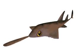 Image result for Pristis pectinata