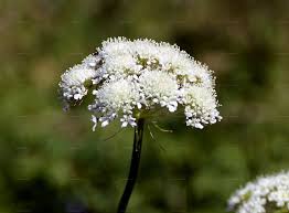 Attēlu rezultāti vaicājumam “Laserpitium prutenicum”