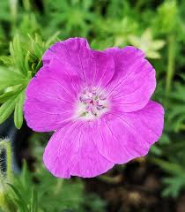 Attēlu rezultāti vaicājumam “Geranium sanguineum flower”