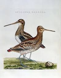 Attēlu rezultāti vaicājumam “Gallinago gallinago eggs”