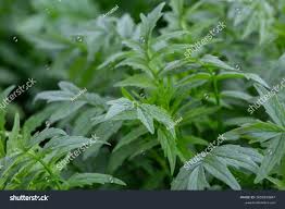 Attēlu rezultāti vaicājumam “Valeriana officinalis leaf”