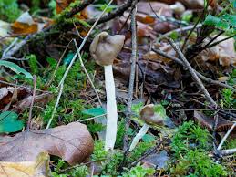 Attēlu rezultāti vaicājumam “Helvella elastica”