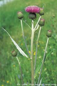 Attēlu rezultāti vaicājumam “Cirsium heterophyllum leaf”