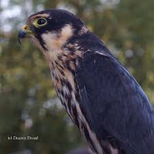 Attēlu rezultāti vaicājumam “Falco subbuteo adult”