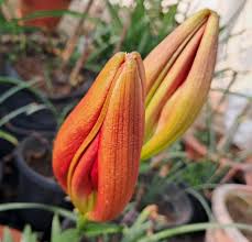 Attēlu rezultāti vaicājumam “Lilium lancifolium bud”