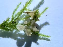 Attēlu rezultāti vaicājumam “Arrhenia spatulata”