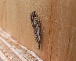 Attēlu rezultāti vaicājumam “Catoptria falsella”