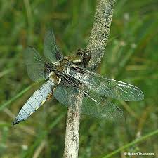 Attēlu rezultāti vaicājumam “Libellula depressa male”