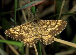 Attēlu rezultāti vaicājumam “Ematurga atomaria”