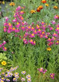 Image result for Schizanthus