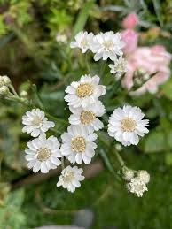 Image result for Achillea Ptarmica