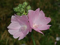 Image result for Malva alcea
